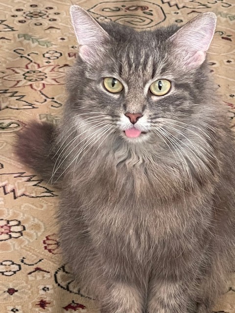 шпалери felidae, whiskers