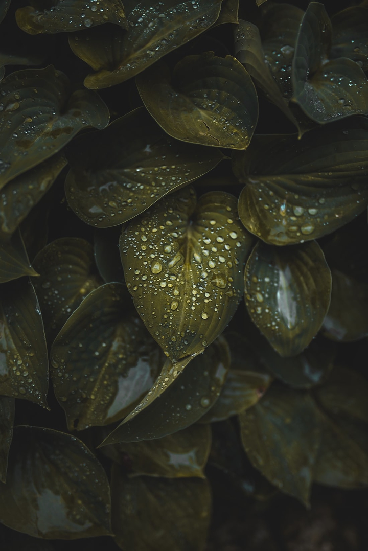 leaves