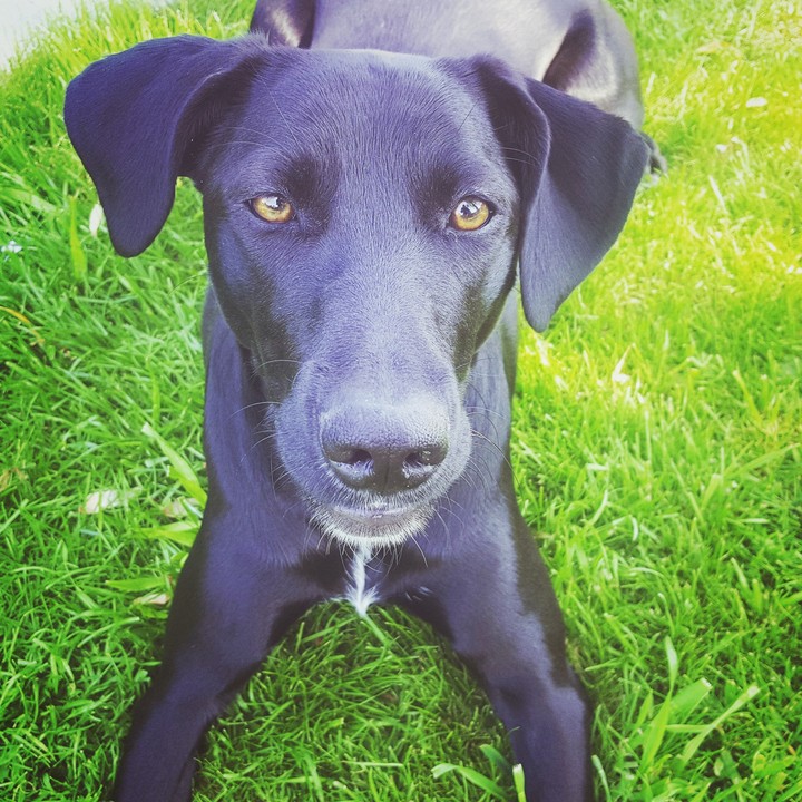 Lola