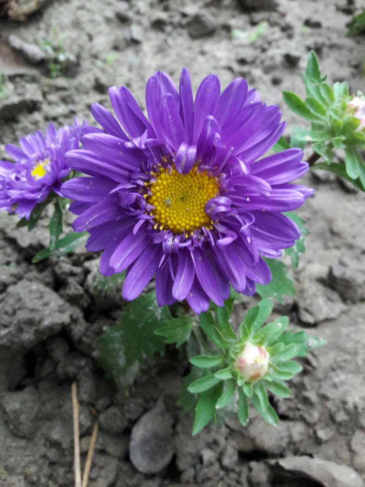 nice flower