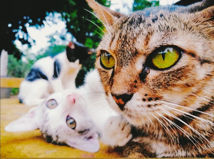 Cat family