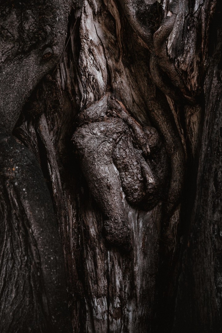 albero