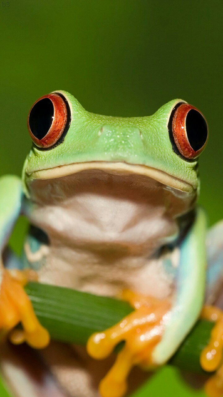my talking frog
