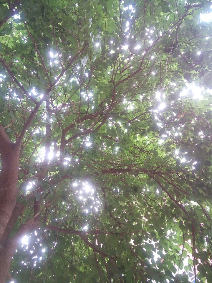 Green Tree