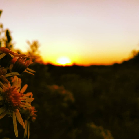 Flowers ?