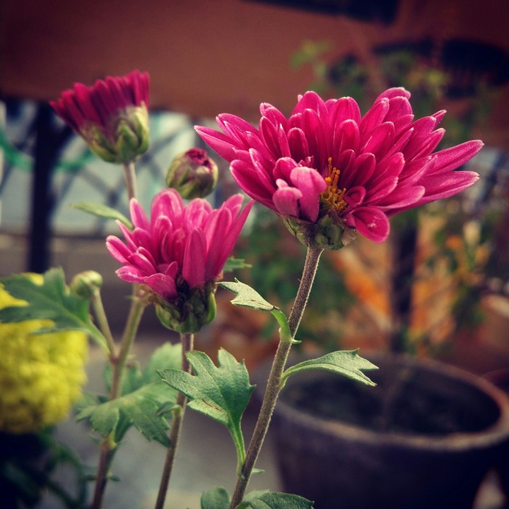 terrace garden with mi5