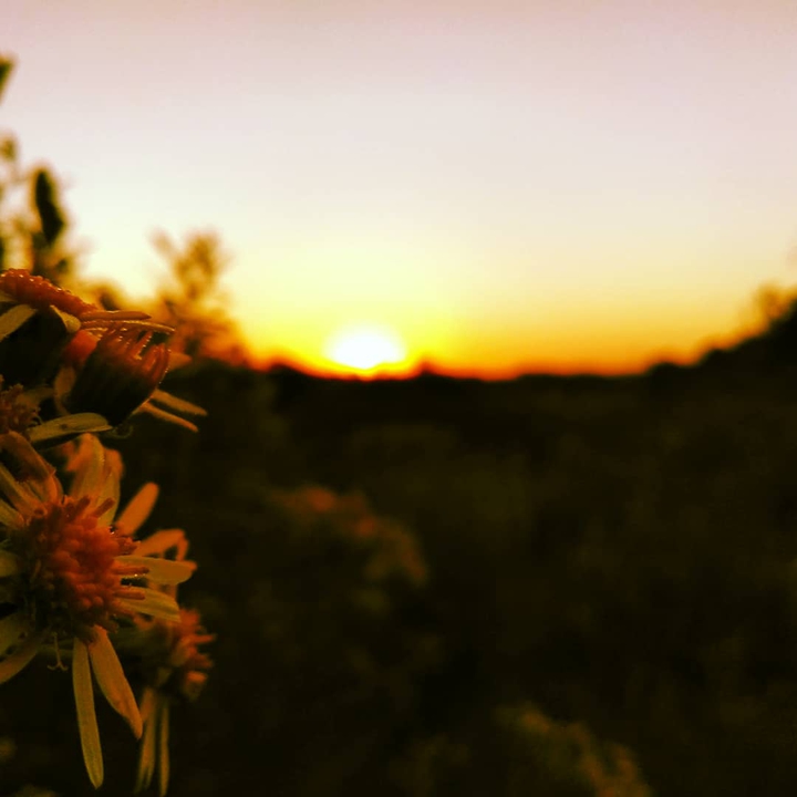 Flowers ?