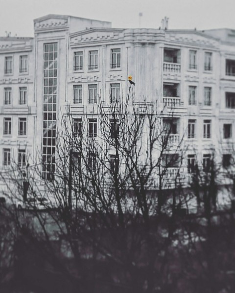 crown crow