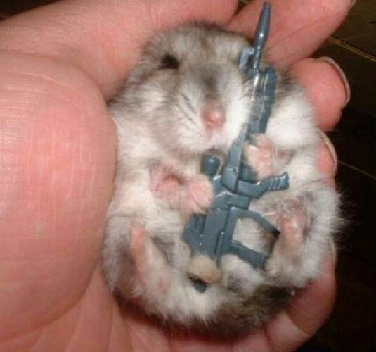 hamster