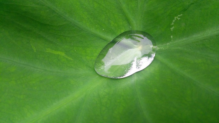 Nature's Magic