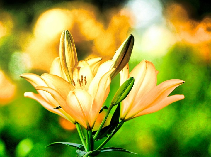 Editied flower