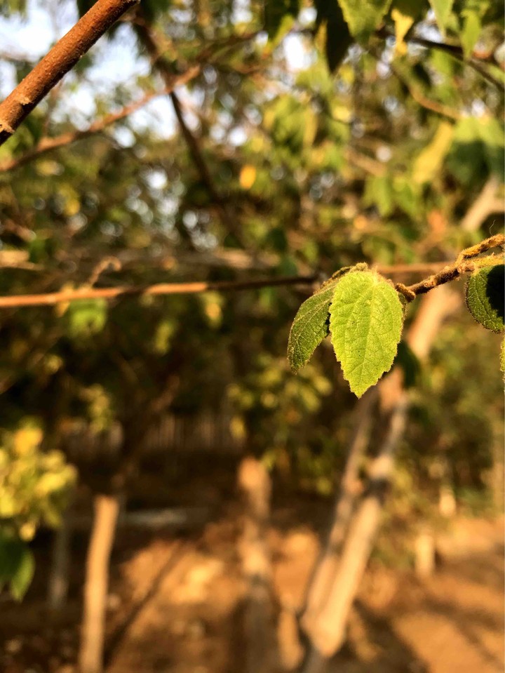 little leaves