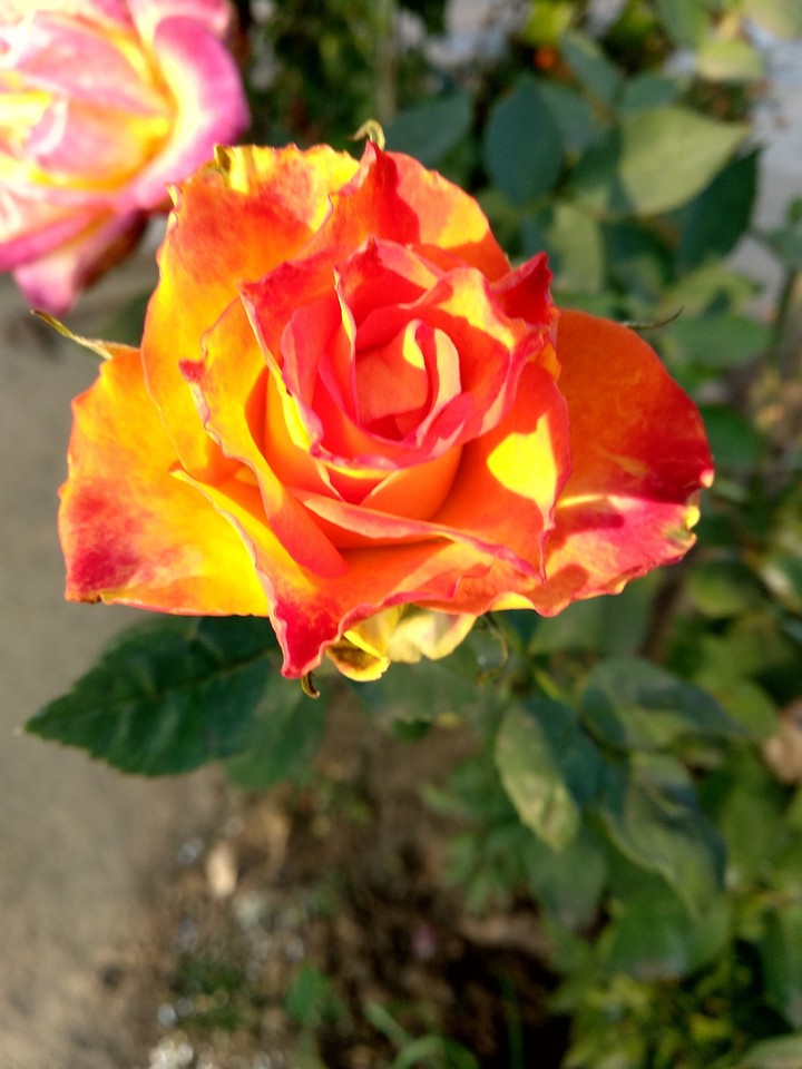 Rose