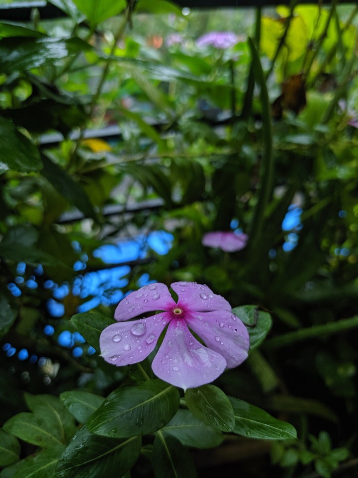 Periwinkle in Rains