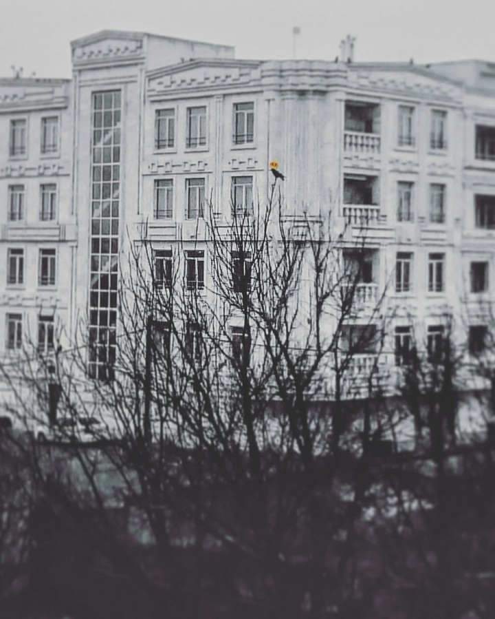 crown crow