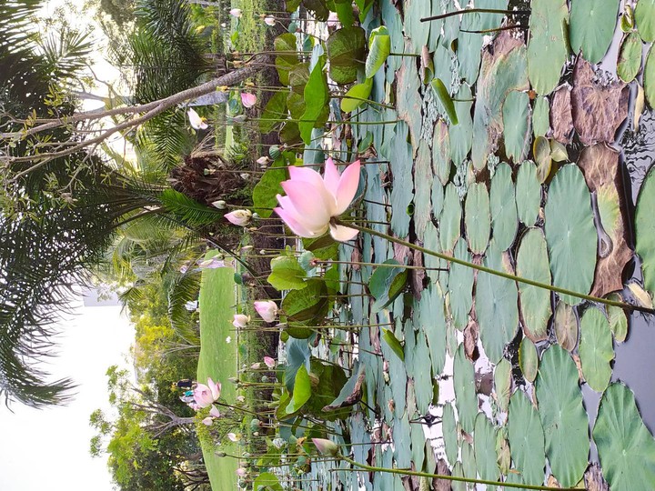 Lotus lake