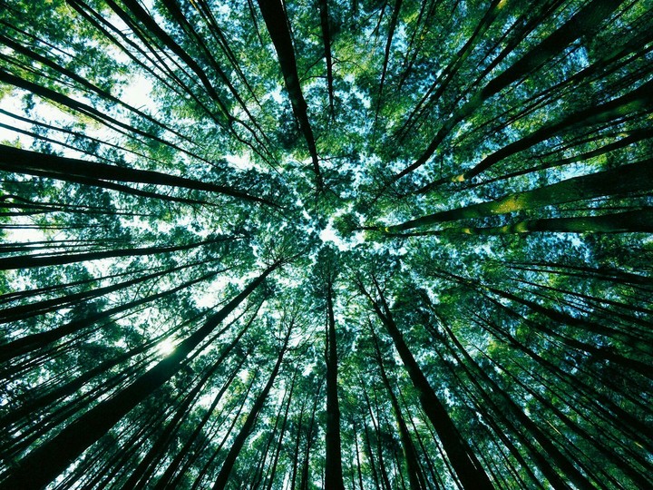 wald