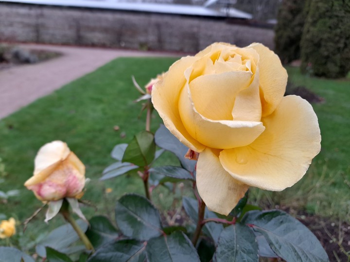 Vihula rose