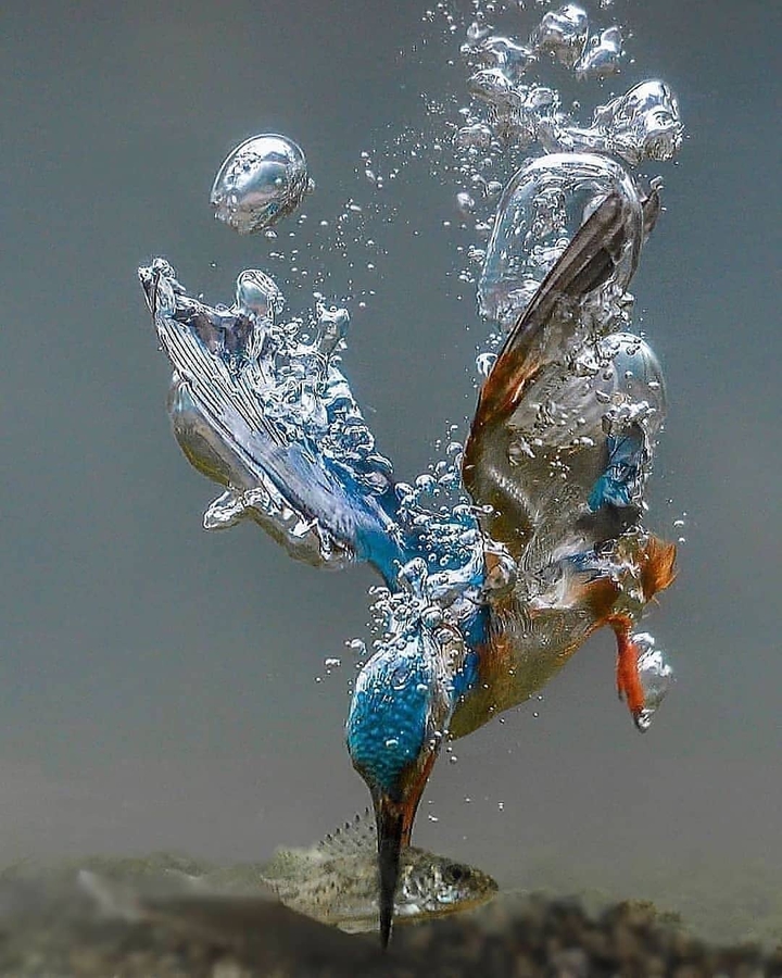 diving,