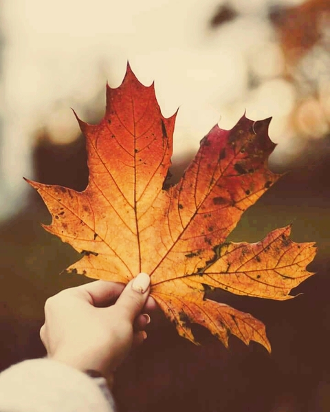 ταπετσαρίες autumn, tree