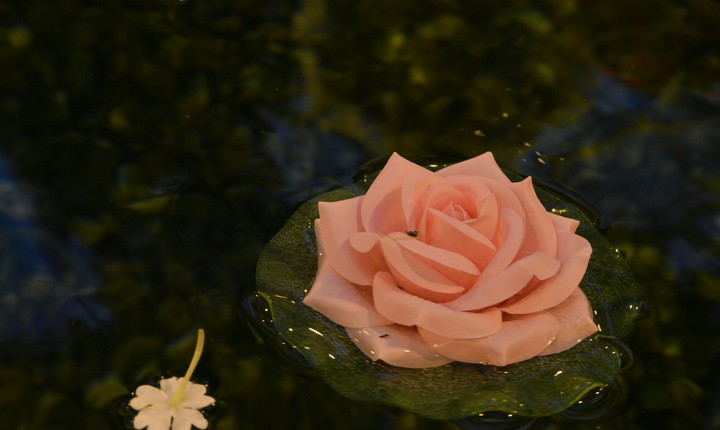 flower