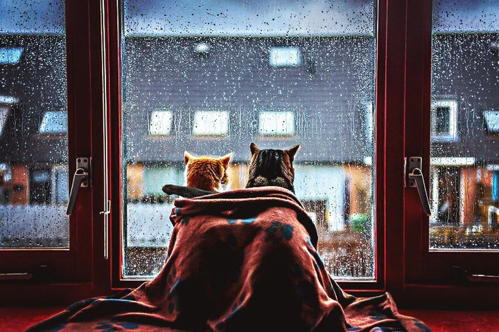 SK~Cat、Love、 Rainy day