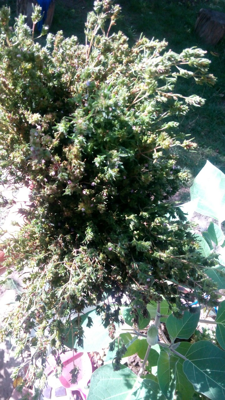 qondari
