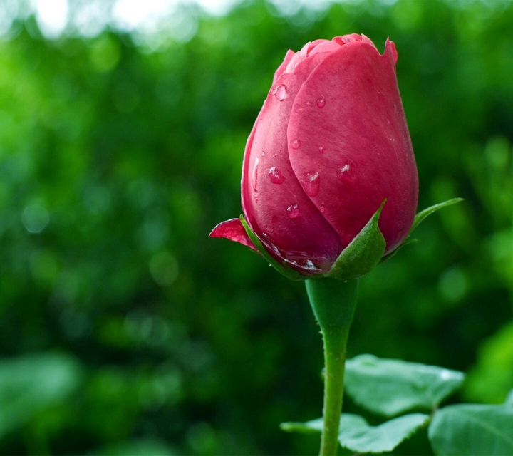 Red Rose