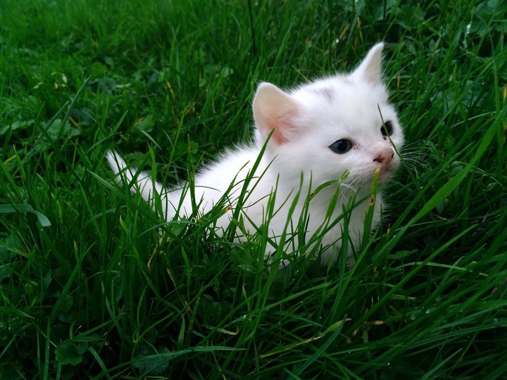 Little Cats