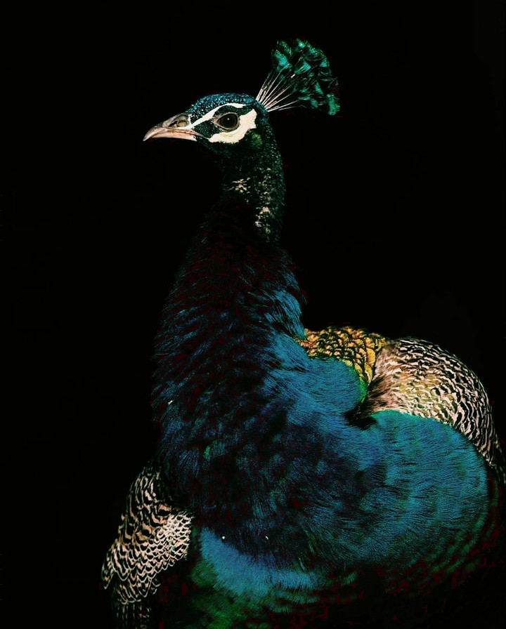 Peacock  ❤