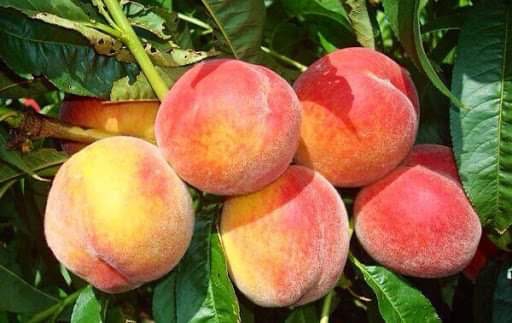 peach