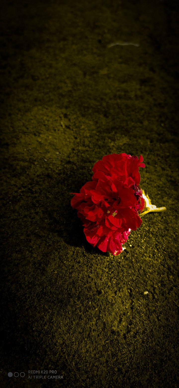 Fallen red