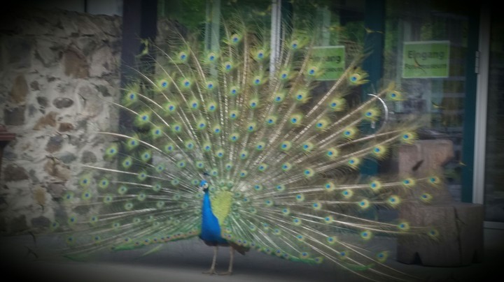 Bad Bird