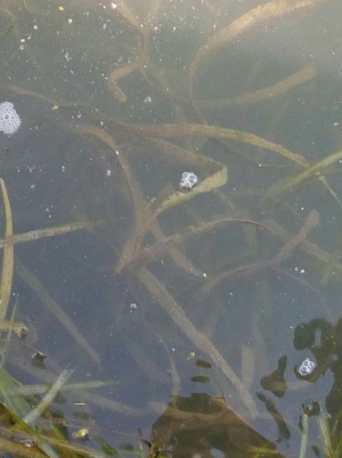 sea kelp