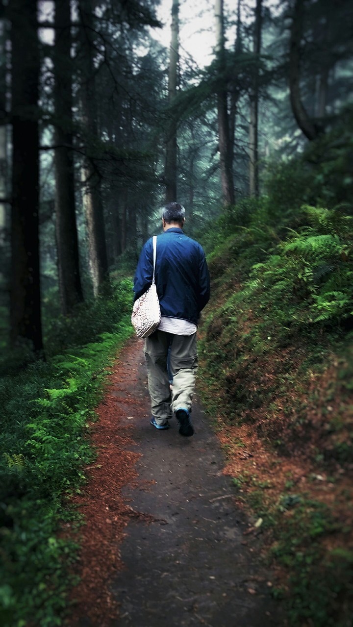 A walk through the forest
