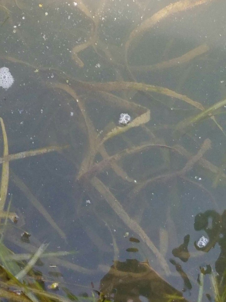 sea kelp