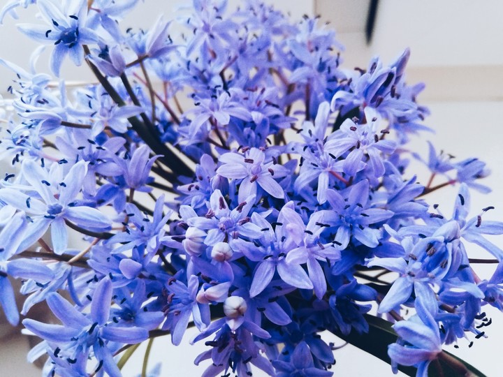 blue beauty