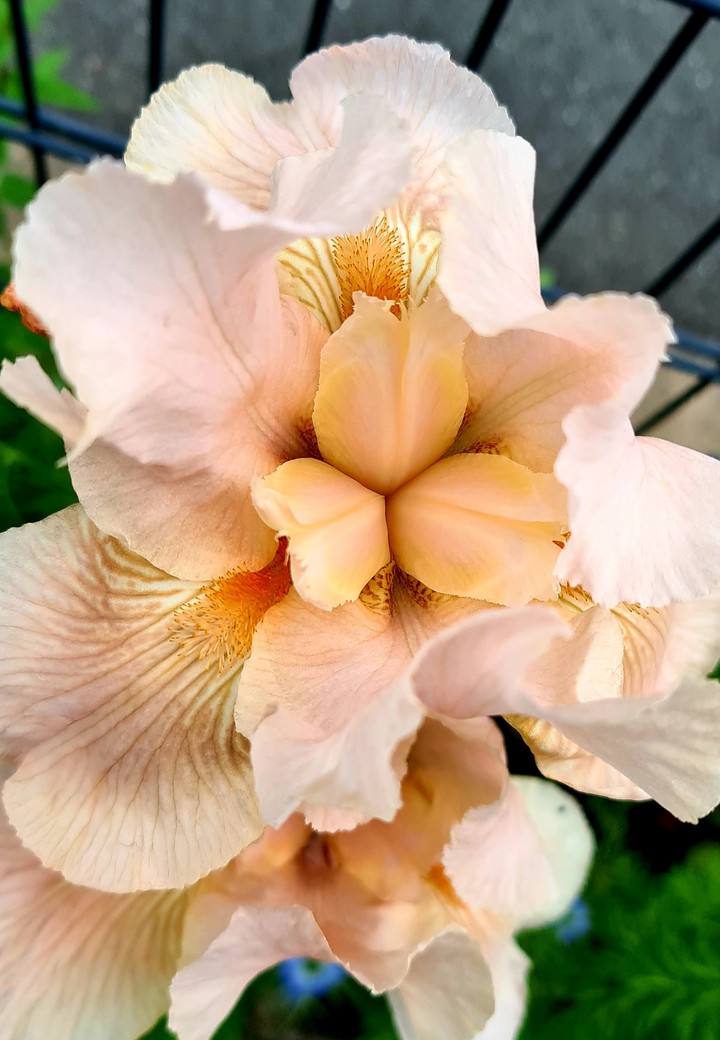 Blume