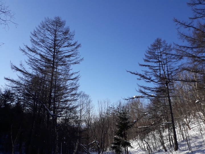 winter forest