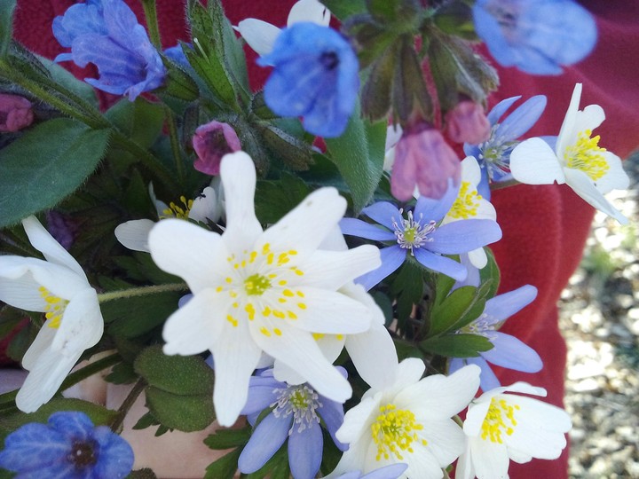 flower