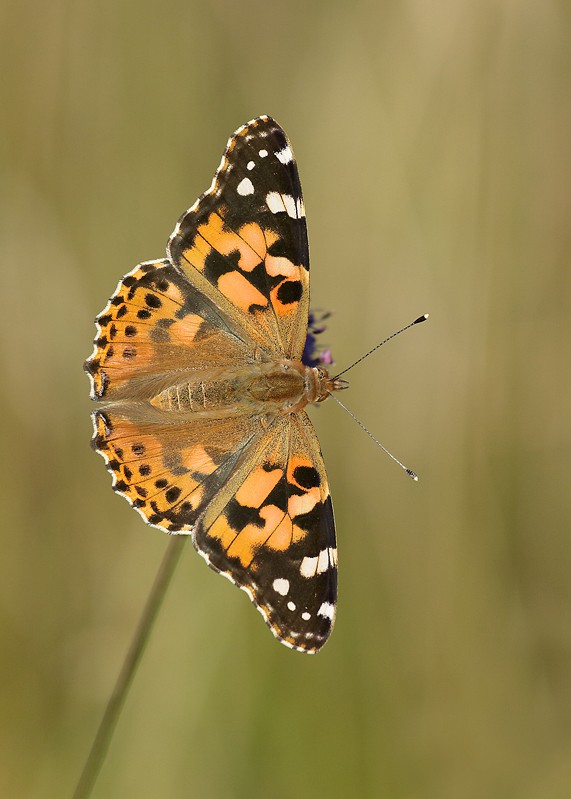 butterfly