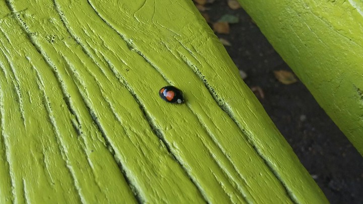 Lady Bug