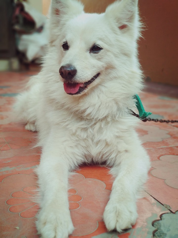 The White Dog