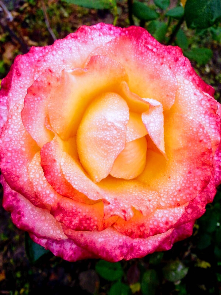 morning rose