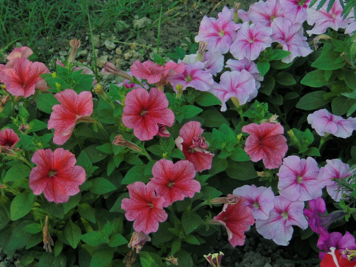 beautiful Petunia Flower