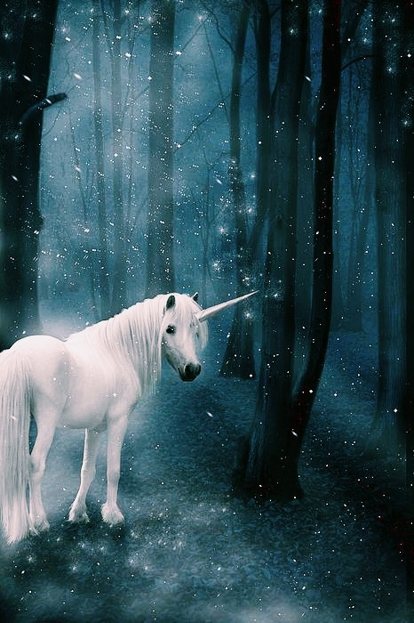 Magic Forest