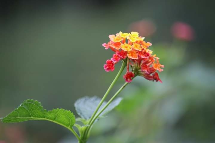 macro
