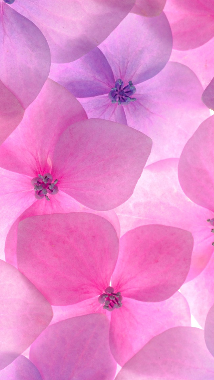 rosado