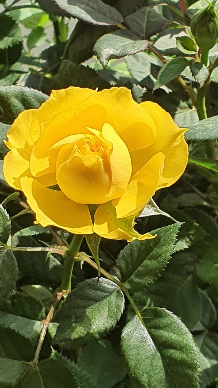 yellow rose