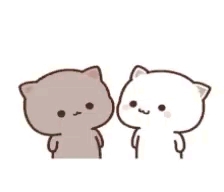 cute cat